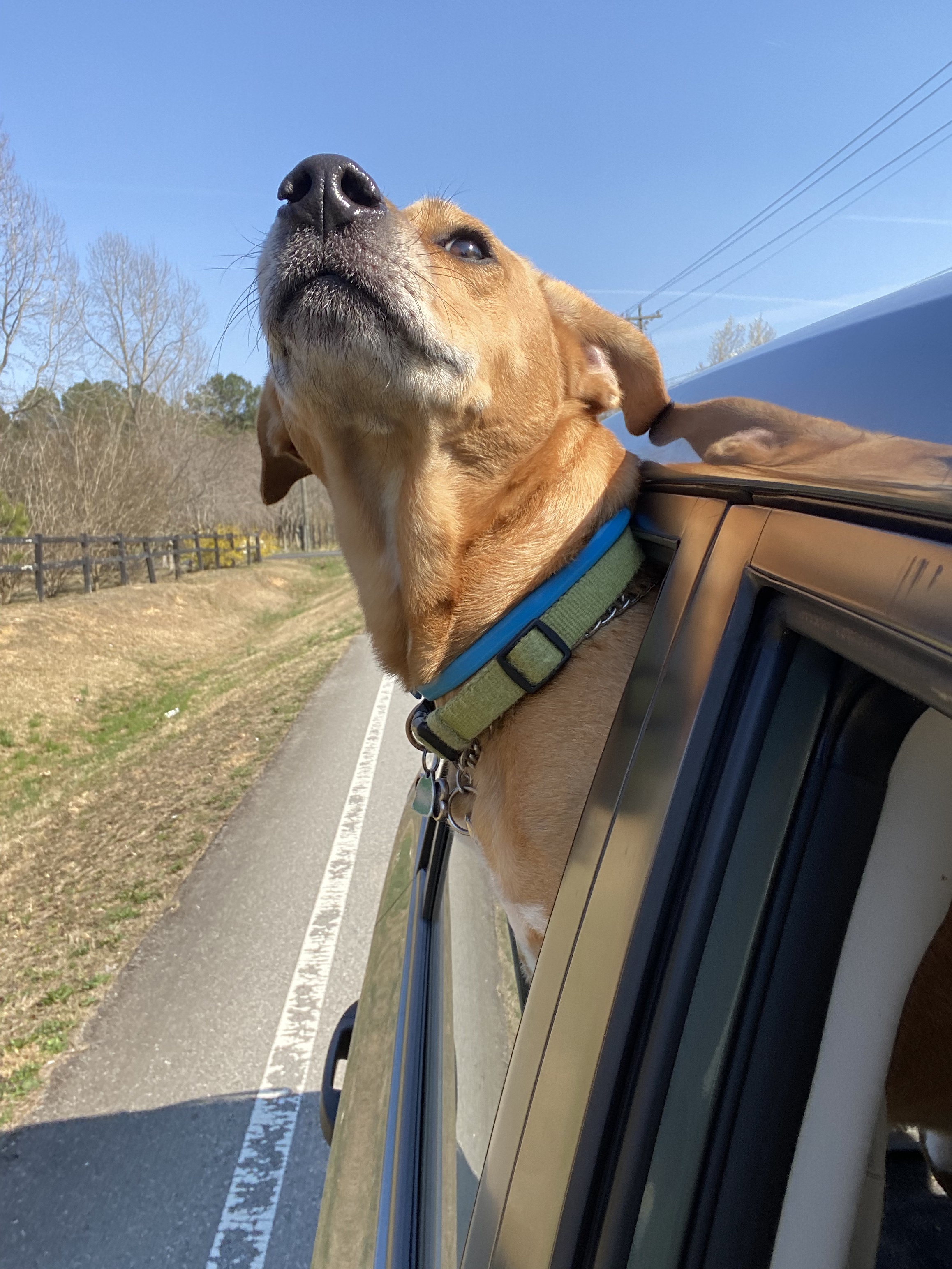Maximus lifts his nose out the back window of the car enjoying his ride