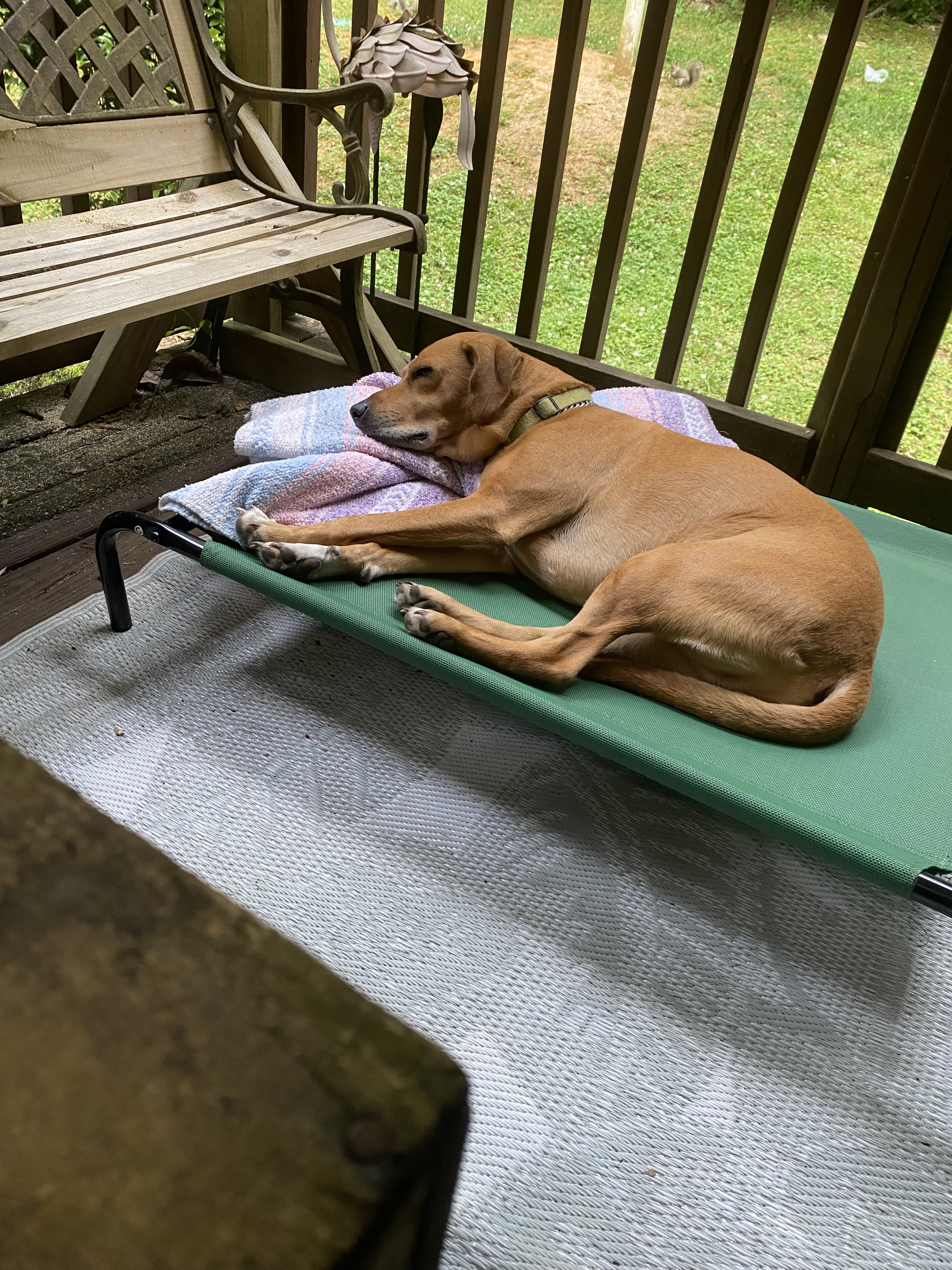 Maximus likes to relax on his porch hammock when I am working