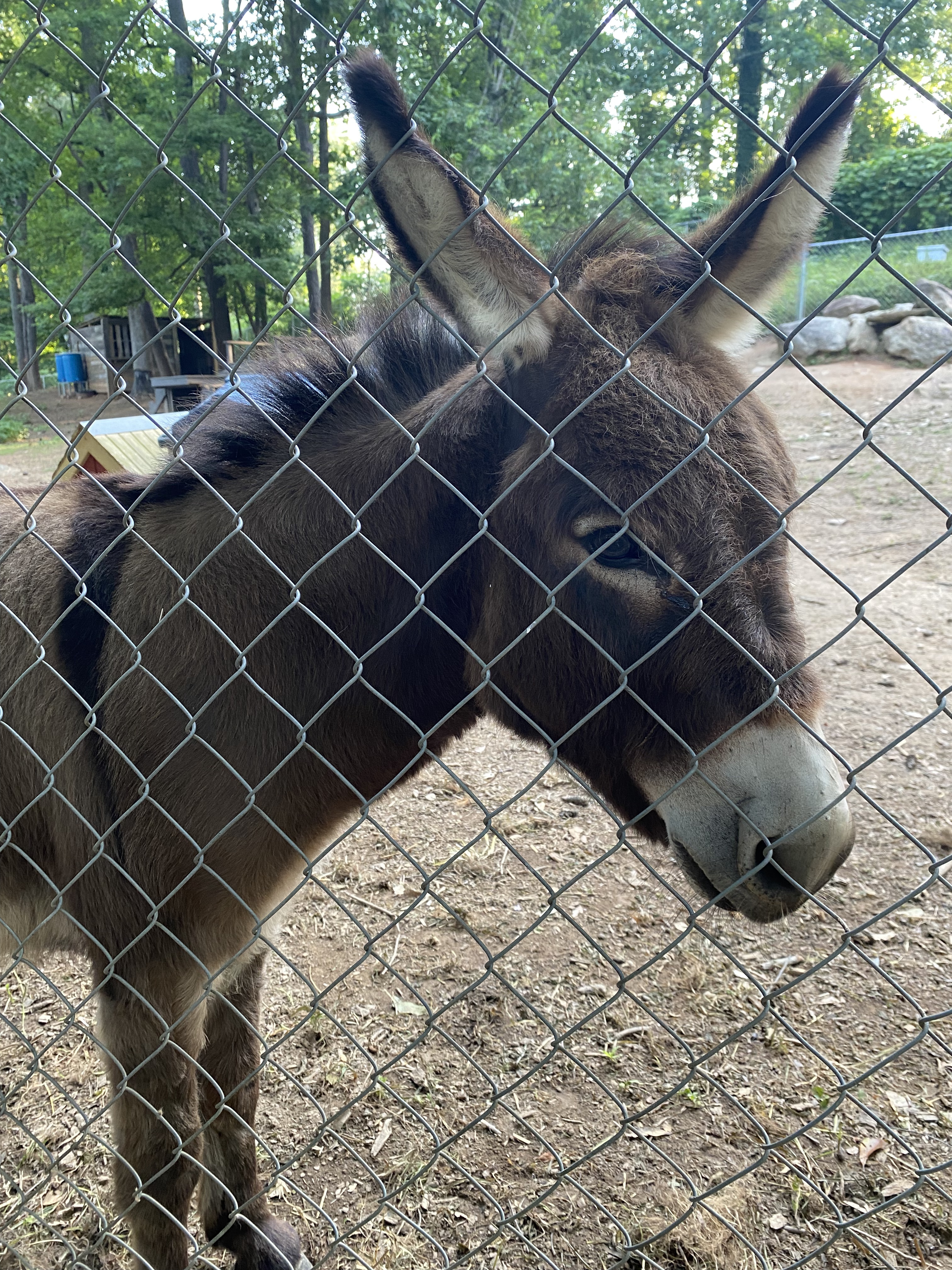 Donkey behind chainlink fence