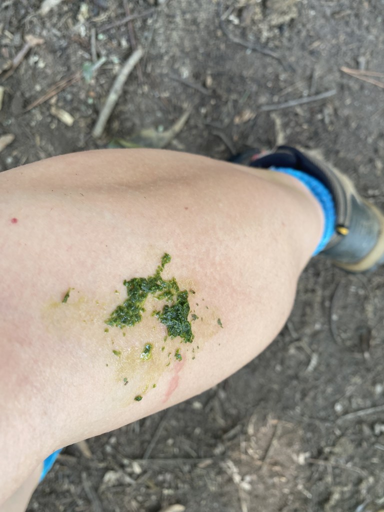 close up of chewed long leaf platain to relieve a mosquito bite
