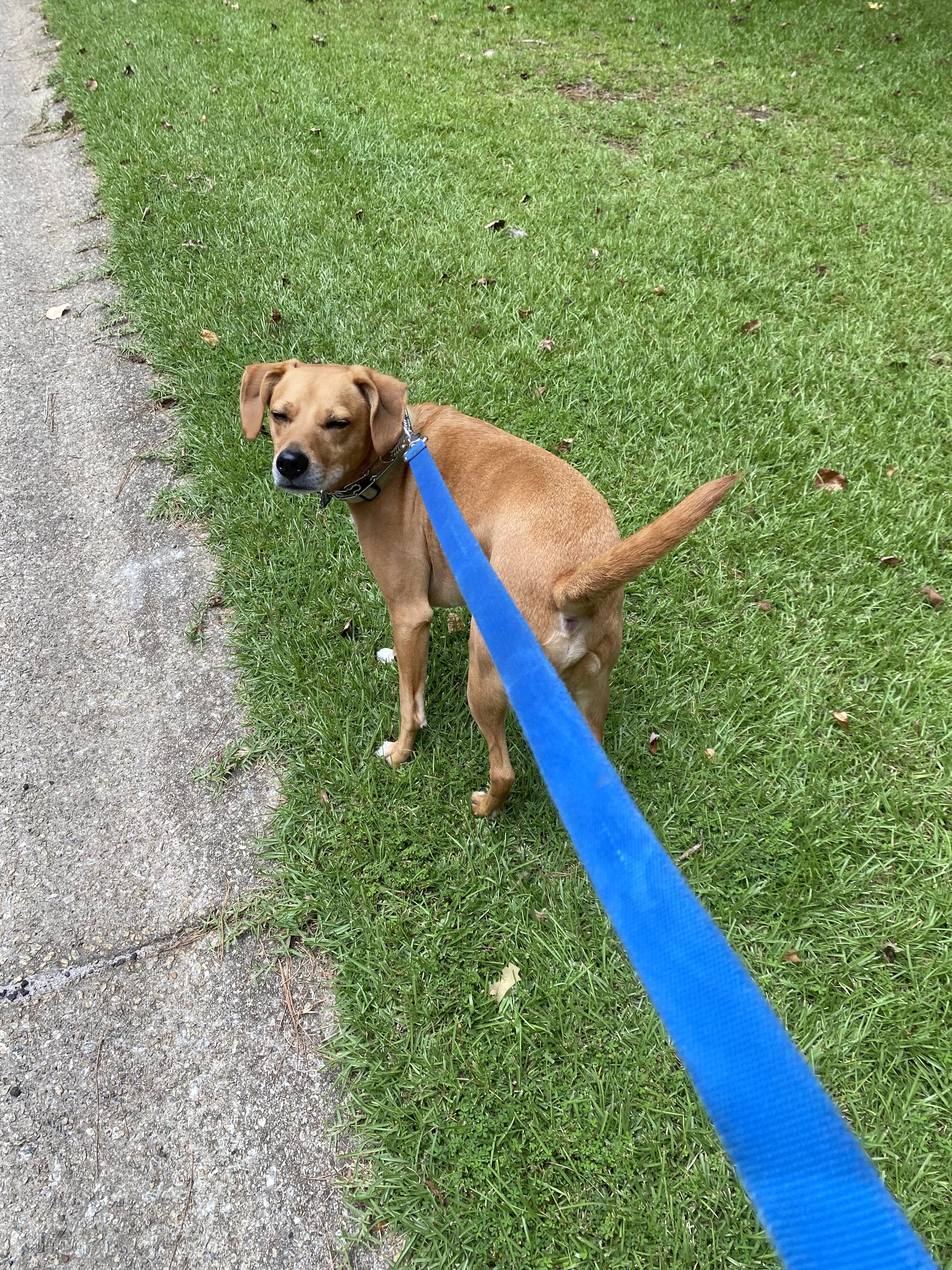 Maximus taking me for a walk